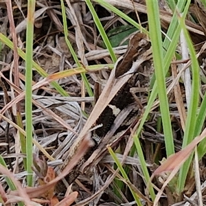 Gastrimargus musicus at Gundary, NSW - 8 Jan 2025 03:25 PM