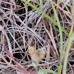 Gastrimargus musicus at Gundary, NSW - 8 Jan 2025 03:25 PM