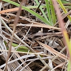 Gastrimargus musicus at Gundary, NSW - 8 Jan 2025 03:25 PM