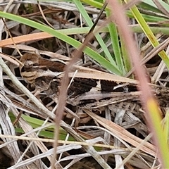 Gastrimargus musicus at Gundary, NSW - 8 Jan 2025 03:25 PM