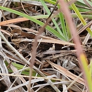 Gastrimargus musicus at Gundary, NSW - 8 Jan 2025 03:25 PM