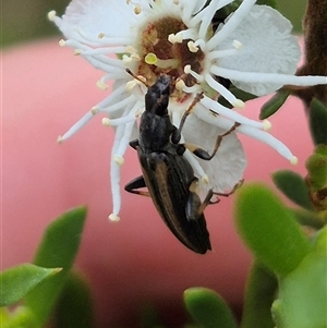 Lepturidea pascoei at Bungendore, NSW - 8 Jan 2025