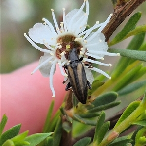 Lepturidea pascoei at Bungendore, NSW - 8 Jan 2025