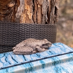 Litoria peronii (Peron's Tree Frog, Emerald Spotted Tree Frog) at Tharwa, ACT - 8 Jan 2025 by Shazw