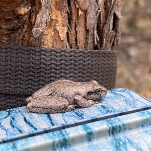 Litoria peronii at Tharwa, ACT - 8 Jan 2025