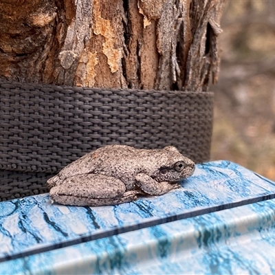 Litoria peronii (Peron's Tree Frog, Emerald Spotted Tree Frog) at Tharwa, ACT - 8 Jan 2025 by Shazw