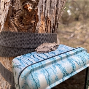 Litoria peronii at Tharwa, ACT - 8 Jan 2025