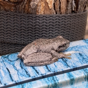 Litoria peronii at Tharwa, ACT - 8 Jan 2025