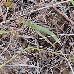 Acrida conica (Giant green slantface) at Gundary, NSW - 8 Jan 2025 by trevorpreston