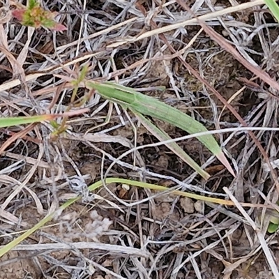 Acrida conica (Giant green slantface) at Gundary, NSW - 8 Jan 2025 by trevorpreston