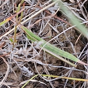 Acrida conica at Gundary, NSW - 8 Jan 2025