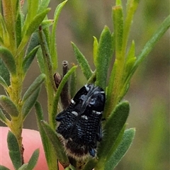 Zenithicola crassus (Clerid beetle) at Bungendore, NSW - 8 Jan 2025 by clarehoneydove