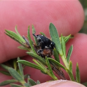 Zenithicola crassus at Bungendore, NSW - suppressed