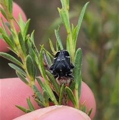 Zenithicola crassus at Bungendore, NSW - suppressed