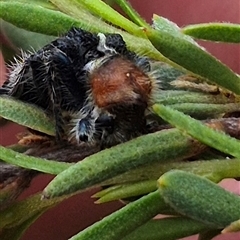 Zenithicola crassus at Bungendore, NSW - 8 Jan 2025