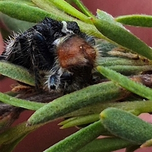 Zenithicola crassus at Bungendore, NSW - 8 Jan 2025