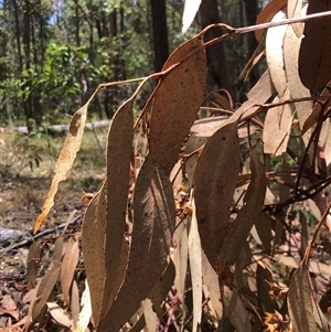 Unidentified Gum Tree at Kungala, NSW by donnanchris