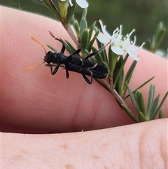 Scrobiger idoneus (Checkered beetle) at Bungendore, NSW - 8 Jan 2025 by clarehoneydove