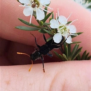 Scrobiger idoneus at Bungendore, NSW - 8 Jan 2025