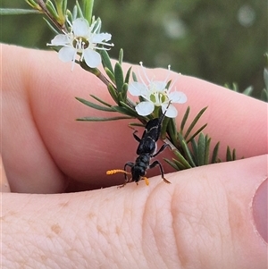 Scrobiger idoneus at Bungendore, NSW - 8 Jan 2025