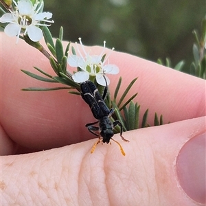 Scrobiger idoneus at Bungendore, NSW - 8 Jan 2025