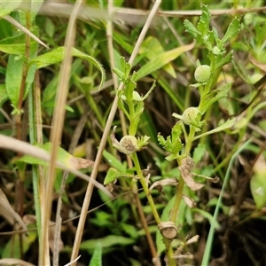 Centipeda cunninghamii at Gundary, NSW by trevorpreston