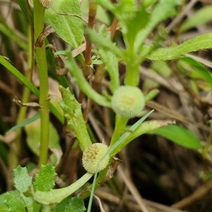 Unidentified at suppressed - 8 Jan 2025