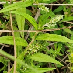 Persicaria prostrata (Creeping Knotweed) at Gundary, NSW - 8 Jan 2025 by trevorpreston