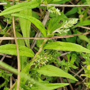 Unidentified Other Wildflower or Herb at Gundary, NSW by trevorpreston