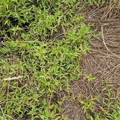 Persicaria prostrata at Gundary, NSW - 8 Jan 2025 03:20 PM