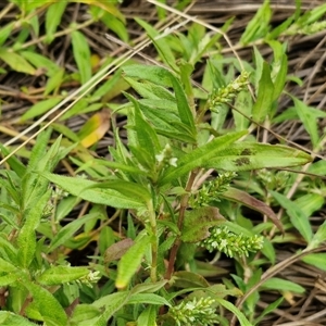 Persicaria prostrata at Gundary, NSW - 8 Jan 2025 03:20 PM