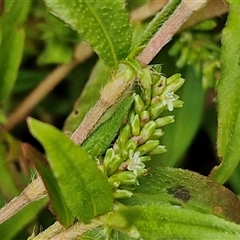 Persicaria prostrata at Gundary, NSW - 8 Jan 2025 03:20 PM