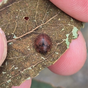 Trachymela sp. (genus) (Brown button beetle) at Bungendore, NSW by clarehoneydove