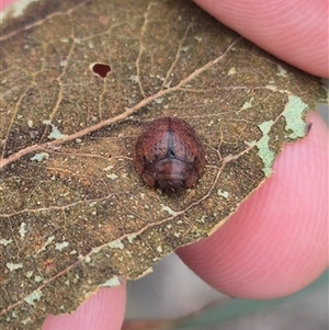 Trachymela sp. (genus) at Bungendore, NSW - 8 Jan 2025