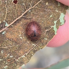 Trachymela sp. (genus) at Bungendore, NSW - 8 Jan 2025