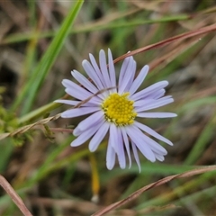 Brachyscome rigidula (Hairy Cut-leaf Daisy) at Gundary, NSW - 8 Jan 2025 by trevorpreston