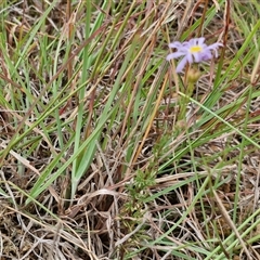 Brachyscome rigidula at Gundary, NSW - 8 Jan 2025 03:11 PM