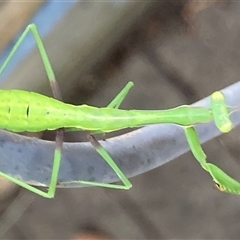 Pseudomantis albofimbriata (False garden mantis) at Theodore, ACT - 8 Jan 2025 by Cardy