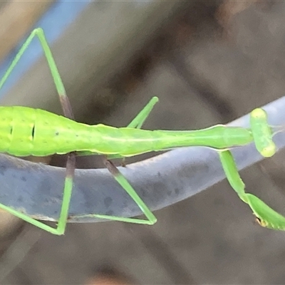 Pseudomantis albofimbriata (False garden mantis) at Theodore, ACT - 8 Jan 2025 by Cardy