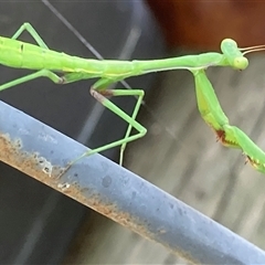 Pseudomantis albofimbriata at Theodore, ACT - 8 Jan 2025 03:30 PM