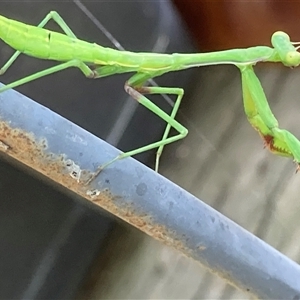 Pseudomantis albofimbriata at Theodore, ACT - 8 Jan 2025