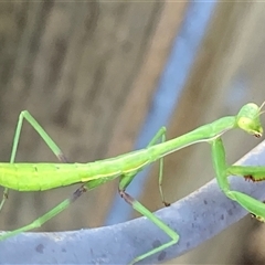 Pseudomantis albofimbriata at Theodore, ACT - 8 Jan 2025 03:30 PM