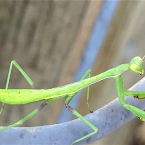 Pseudomantis albofimbriata at Theodore, ACT - 8 Jan 2025