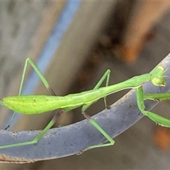 Pseudomantis albofimbriata at Theodore, ACT - 8 Jan 2025