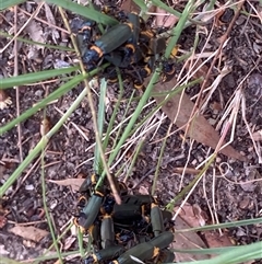 Chauliognathus lugubris (Plague Soldier Beetle) at Theodore, ACT - 8 Jan 2025 by Cardy