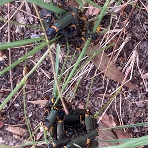 Chauliognathus lugubris (Plague Soldier Beetle) at Theodore, ACT by Cardy