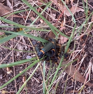 Chauliognathus lugubris at Theodore, ACT - 8 Jan 2025