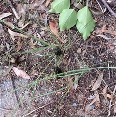 Chauliognathus lugubris at Theodore, ACT - 8 Jan 2025