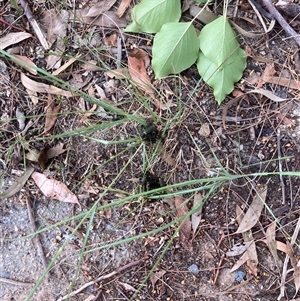 Chauliognathus lugubris at Theodore, ACT - 8 Jan 2025