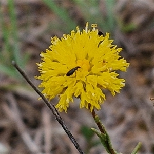 Rutidosis leptorhynchoides (Button Wrinklewort) at Gundary, NSW by trevorpreston